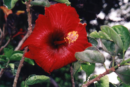 Red Hibiscus