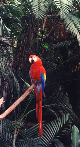 Cariari resident