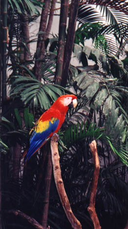 Cariari resident