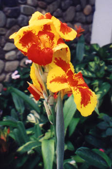 Orchid