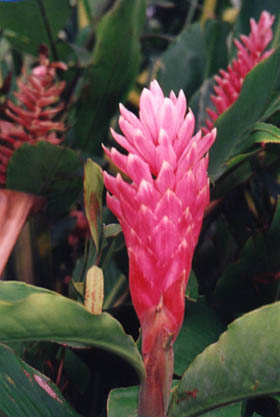 Pink flower