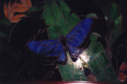 Blue butterflies of the rainforests