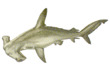 Hammerhead Shark