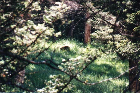 Black bear -- in the middle of the picture... really.