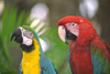 Parrotheads